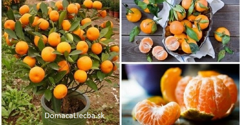 pestovanie mandariniek doma