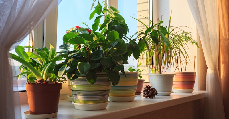 Prítomnosť týchto 4 rastlín vo vašom domove vám prinesie šťastie
