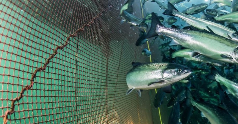 Prečo sú ryby z chovných fariem rizikom nielen pre prírodu, ale aj pre vaše zdravie