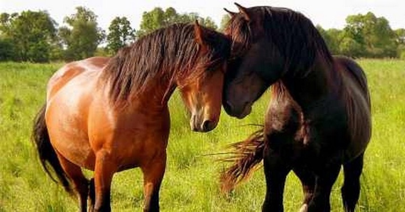Ako funguje hipoterapia (terapia s koňmi) a čo má spoločné s liečivou silou srdca