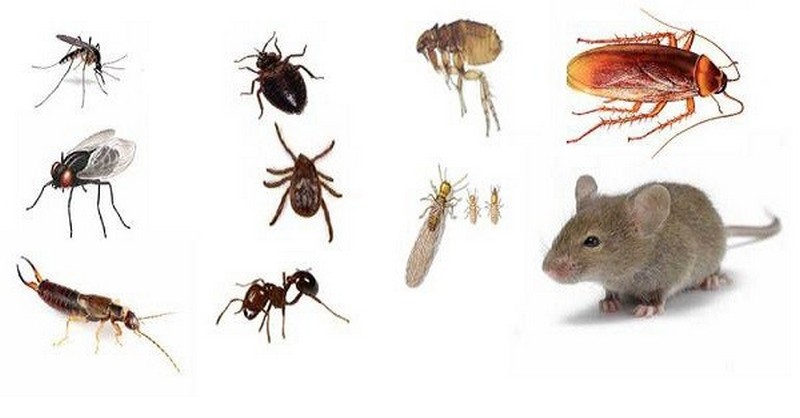7 prírodných spôsobov, ako udržať hmyz a iných škodcov mimo vášho domova
